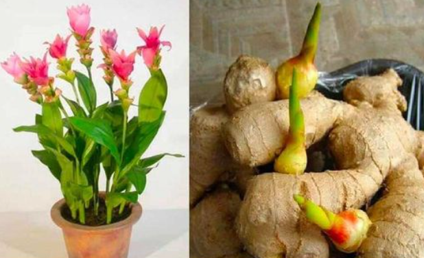 Você nunca mais vai comprar gengibre é muito fácil plantar gengibre