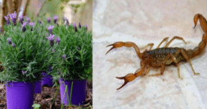 Plantas que mantêm aranhas, formigas, moscas, escorpiões, percevejos e carrapatos longe de casa