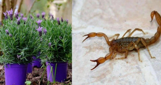 Plantas que mantêm aranhas, formigas, moscas, escorpiões, percevejos e carrapatos longe de casa